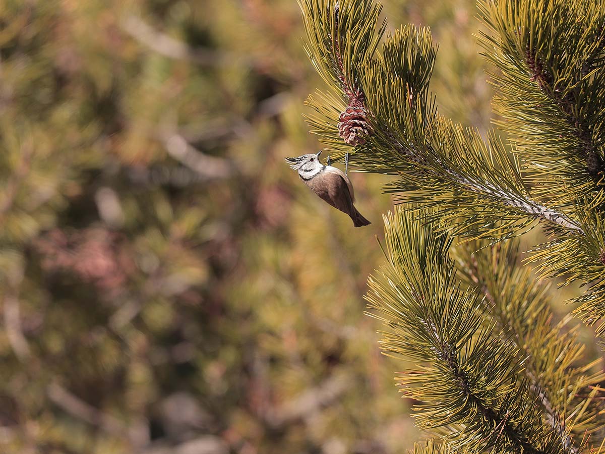 Birding in The Dolomites